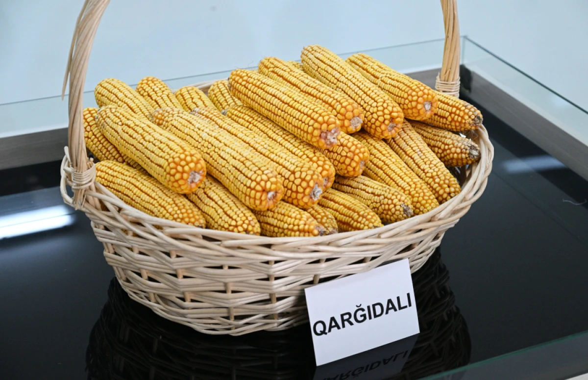 Prezident Sabirabad Sənaye Məhəlləsində toxum istehsalı müəssisəsinin fəaliyyəti ilə tanış oldu — 2