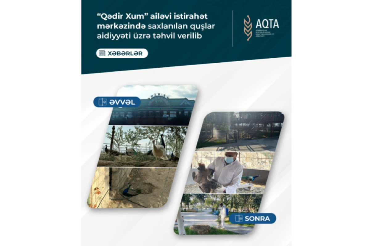 “Qədir Xum” ailəvi istirahət mərkəzində saxlanılan quşlar aidiyyəti üzrə təhvil verildi