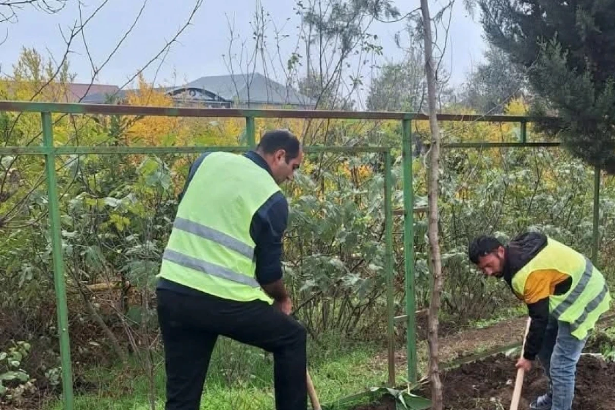 Cəlilabadda 70 ədəd "Şərq tuyası" ağacı əkildi