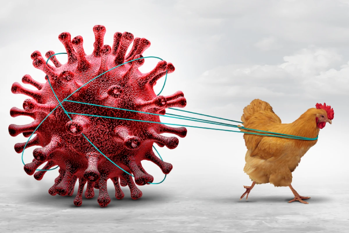 Çexiyada bu il beşinci böyük quş qripi epidemiyası qeydə alınıb