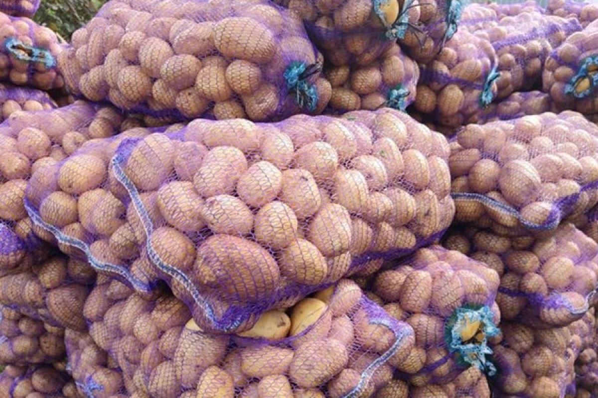 Rusiya Belarusdan 21 ton kartofun idxalını dayandırdı