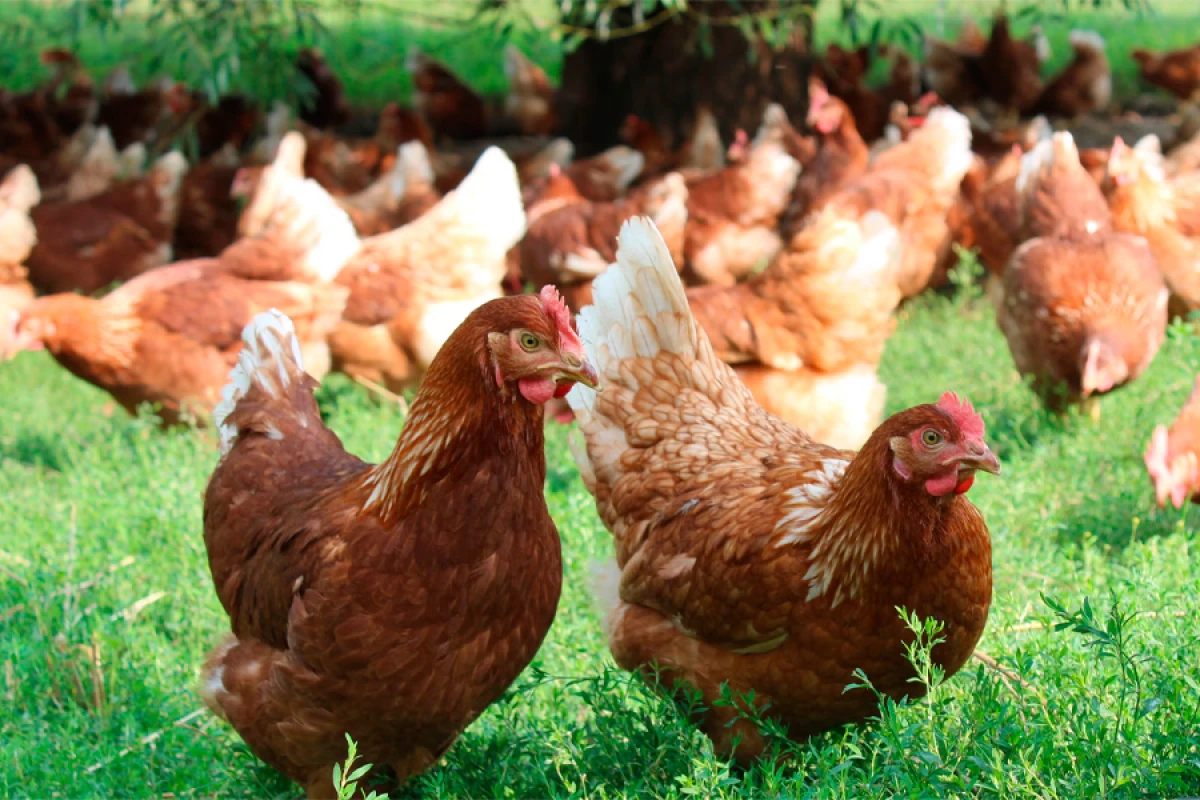 Niderlandda quş qripi epidemiyası səbəbindən minlərlə toyuq məhv ediləcək