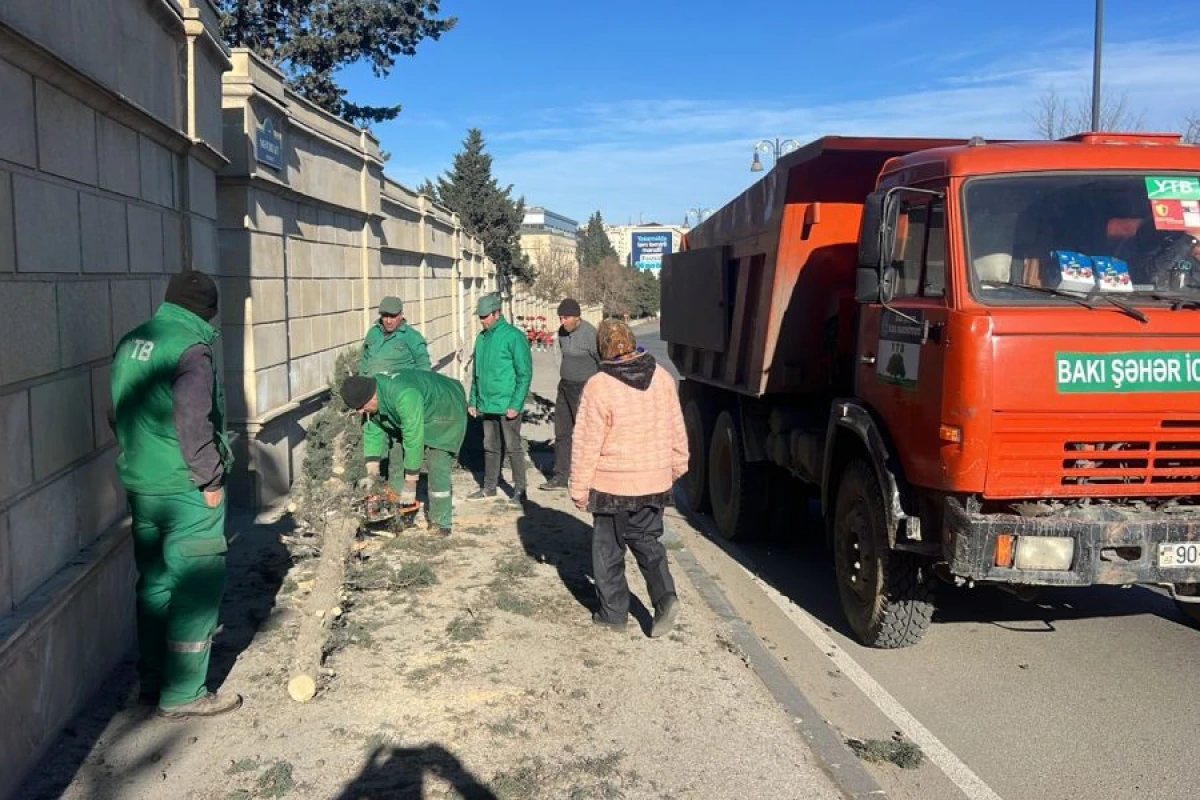 Bakıda güclü külək nəticəsində 8 ağac sındı