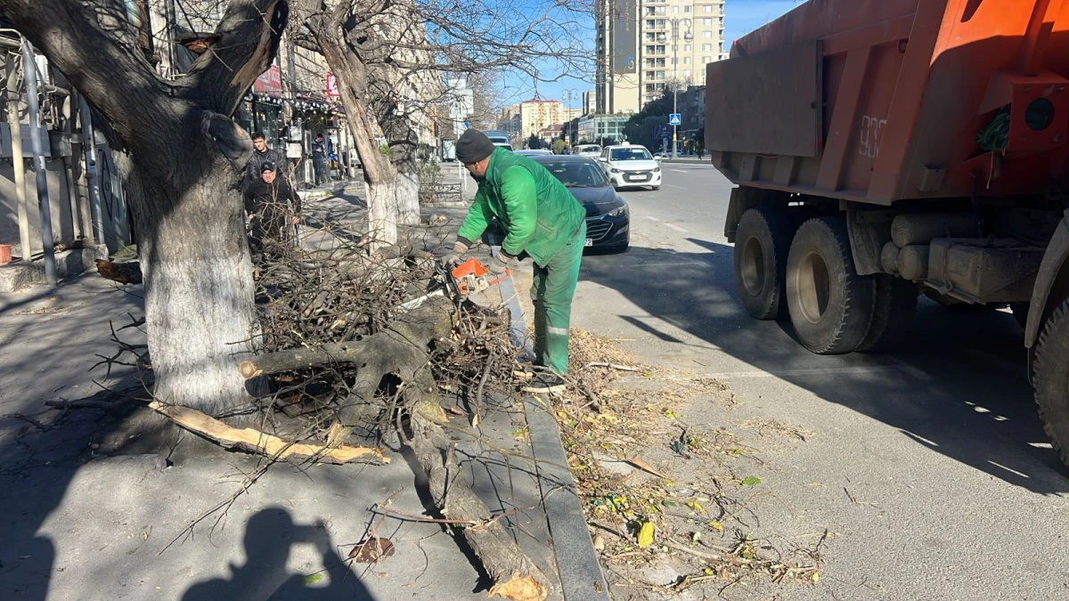 Bakıda güclü külək nəticəsində 8 ağac sındı — 2