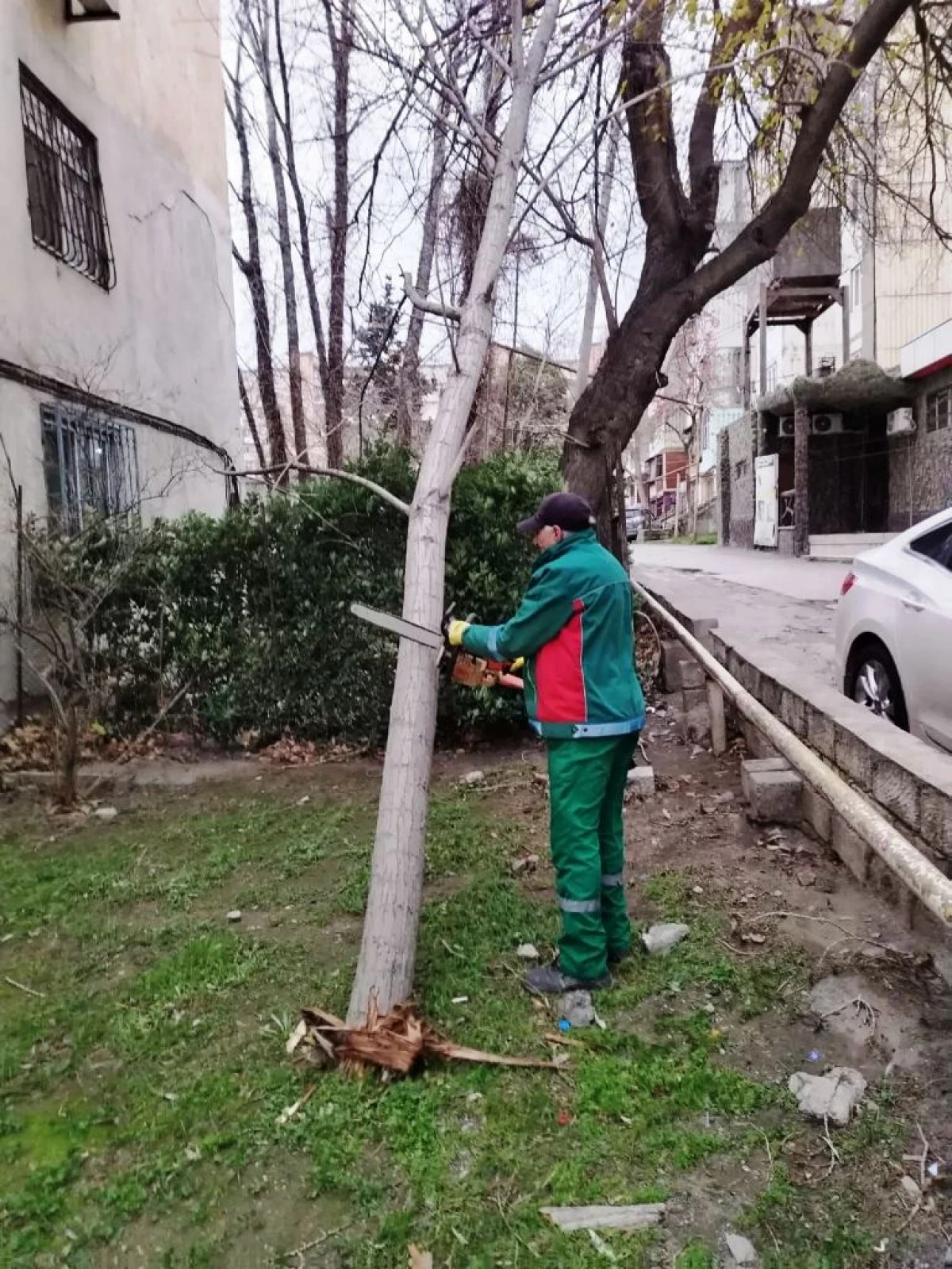 Bakıda güclü külək 9 ağacı sındırdı, 6 ağacın budaqları qırıldı FOTO — 3