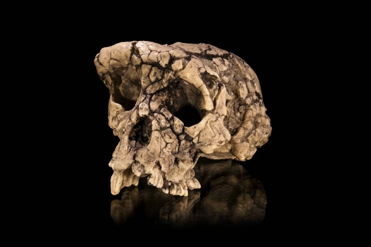 7 milyon illik sirr açıldı: "Sahelanthropus" ikiayaqlı olub