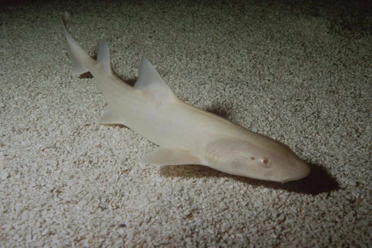 Albinos köpəkbalığı aşkar edildi