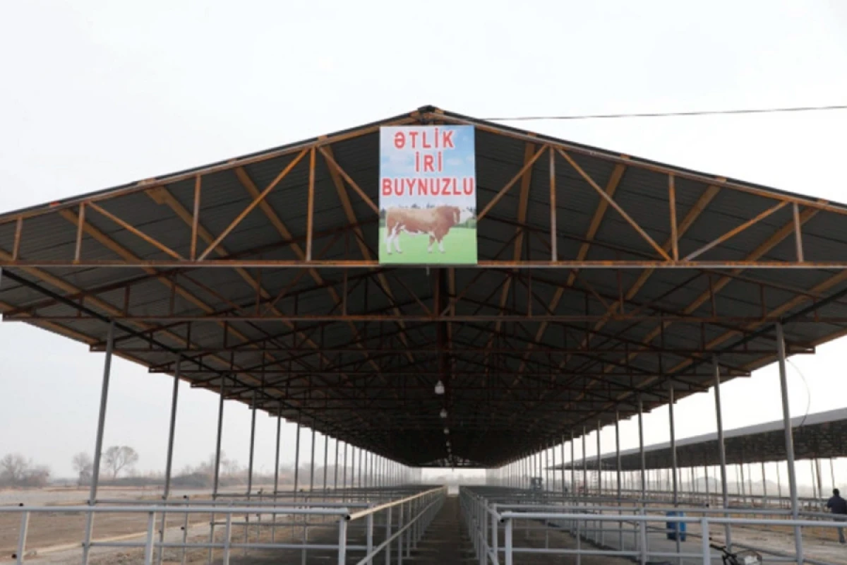 İmişlidə heyvan satışı bazarı açıldı