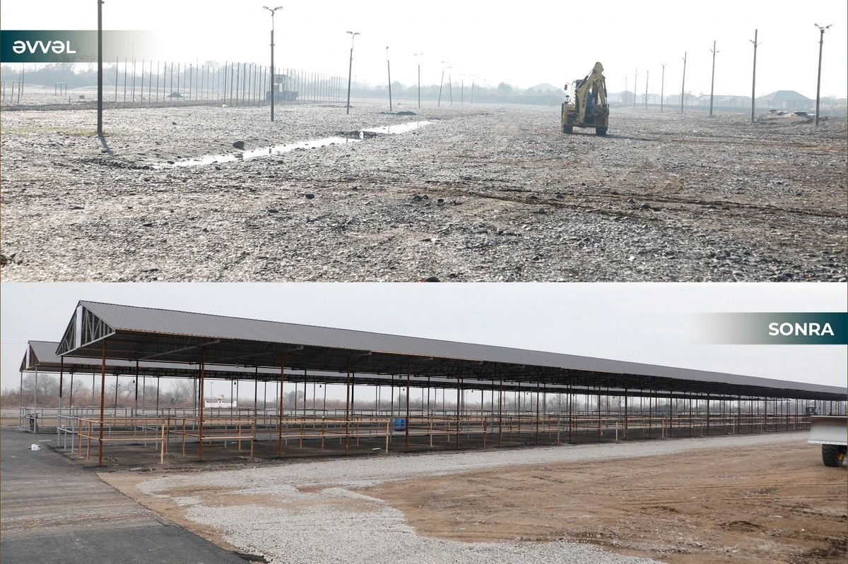 İmişlidə heyvan satışı bazarı açıldı — 1