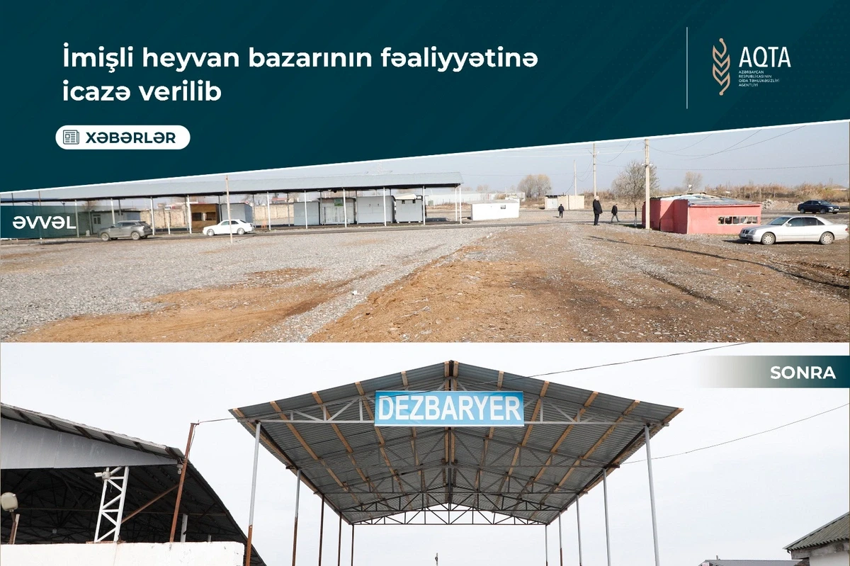 İmişlidə heyvan satışı bazarı açıldı — 3