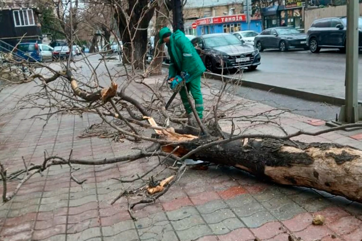 Güclü külək Bakıda 37 ağacı sındırdı