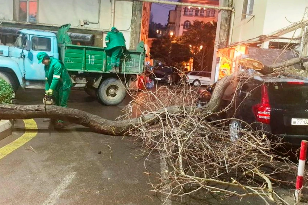 Son iki gündə güclü külək 78 ağacı sındırıb