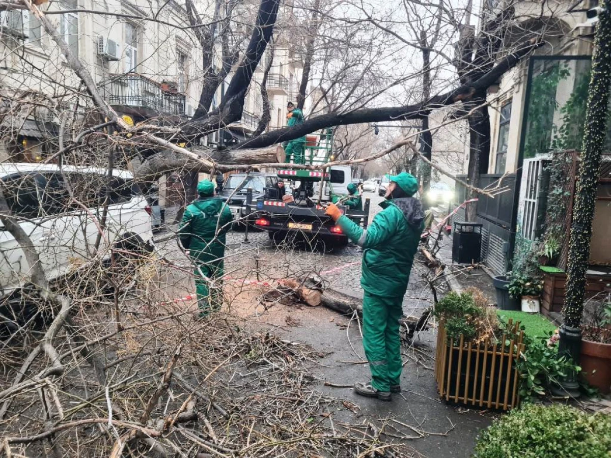 Son iki gündə güclü külək 78 ağacı sındırıb — 6