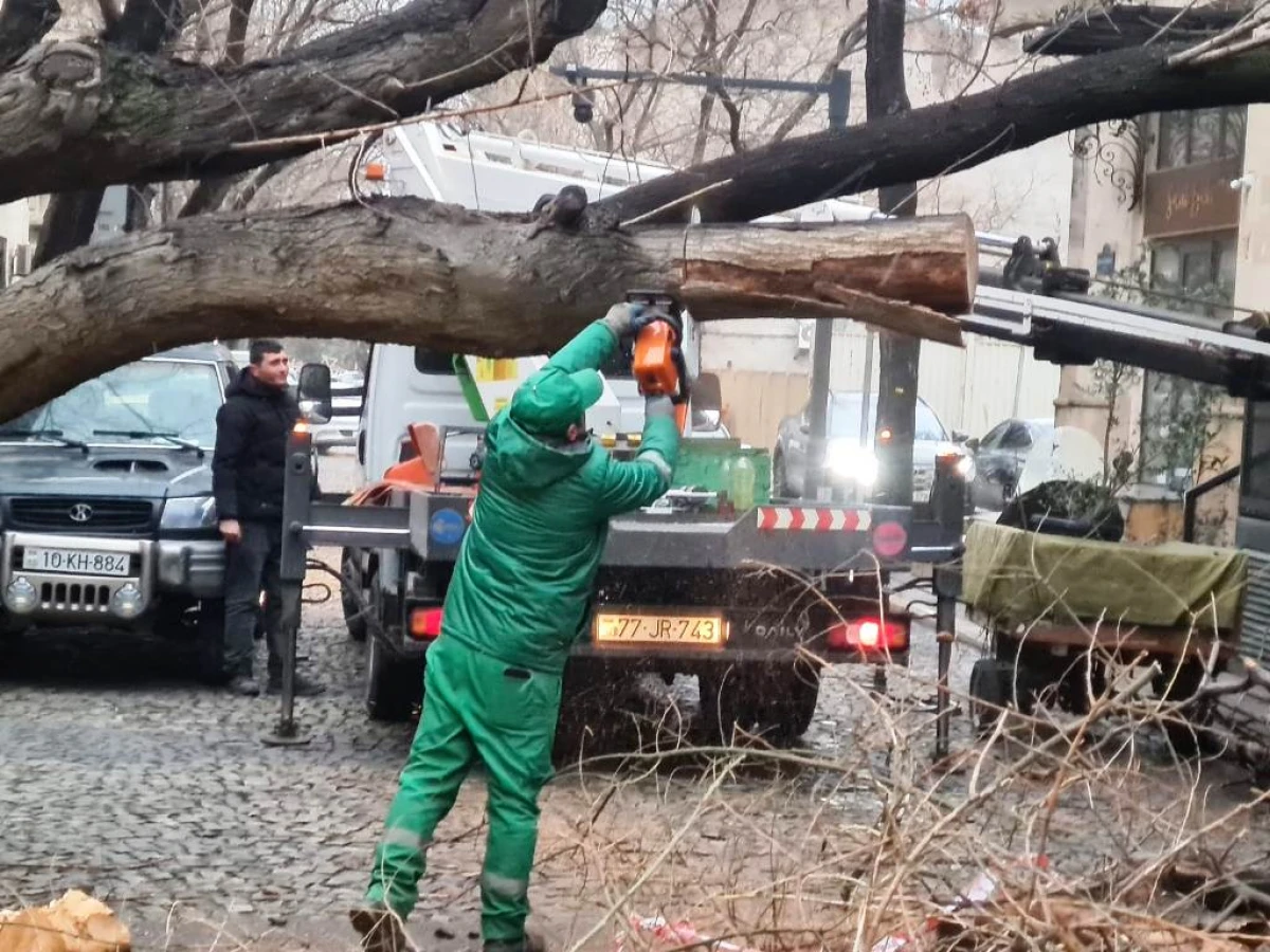 Son iki gündə güclü külək 78 ağacı sındırıb — 8