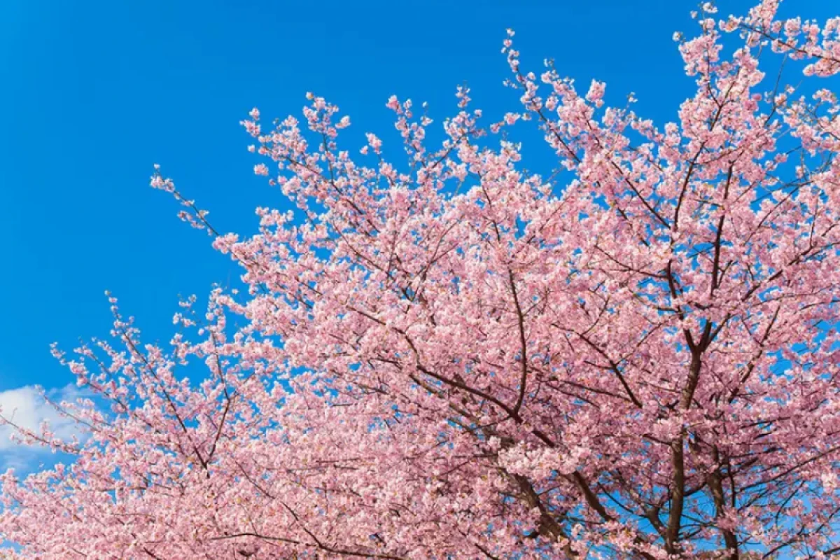 Sakura festivalı ləğv edildi