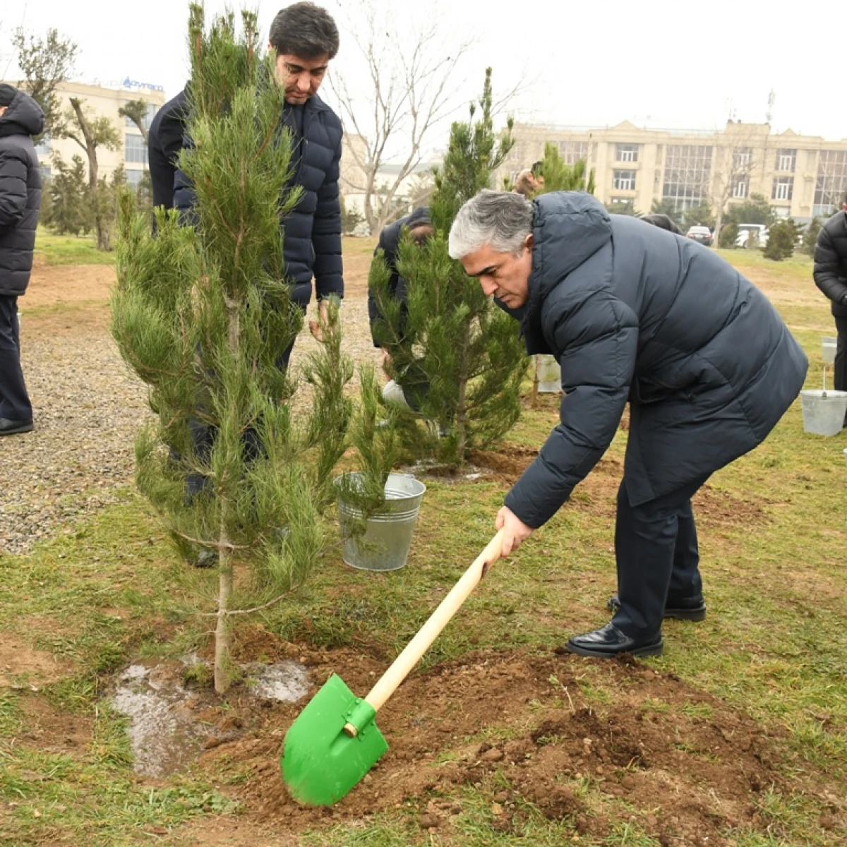 Bakıda ağacəkmə aksiyası keçirildi — 2