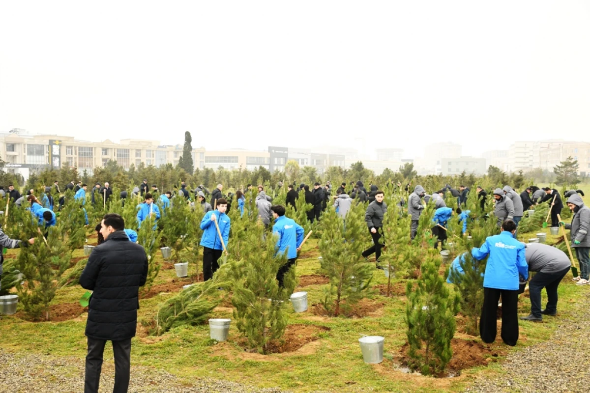 Bakıda ağacəkmə aksiyası keçirildi — 4