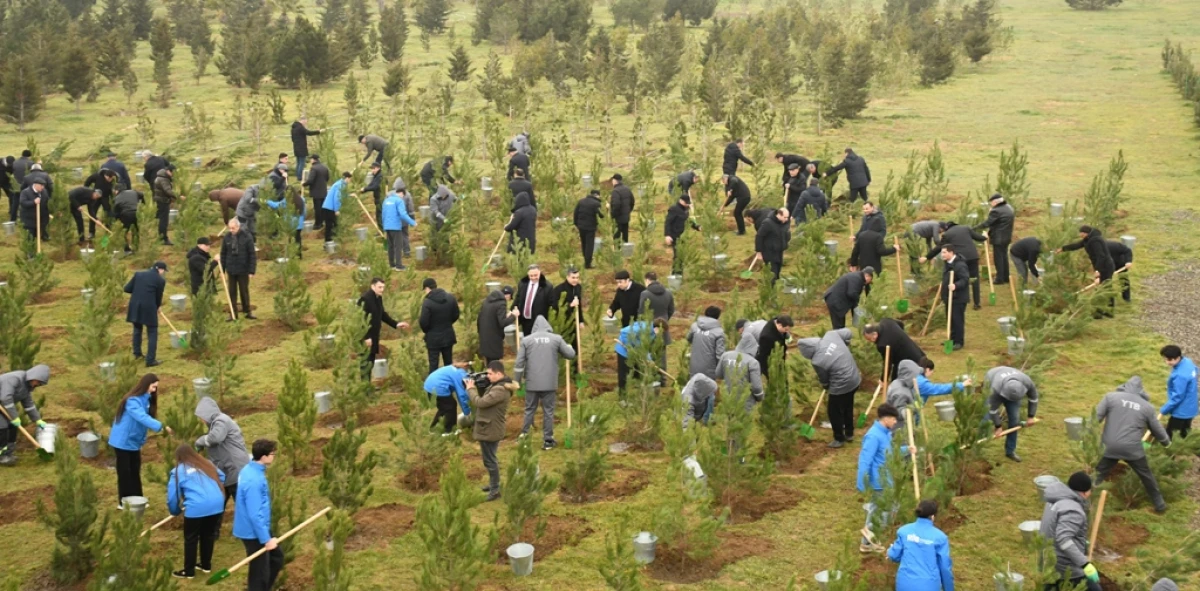 Bakıda ağacəkmə aksiyası keçirildi — 6