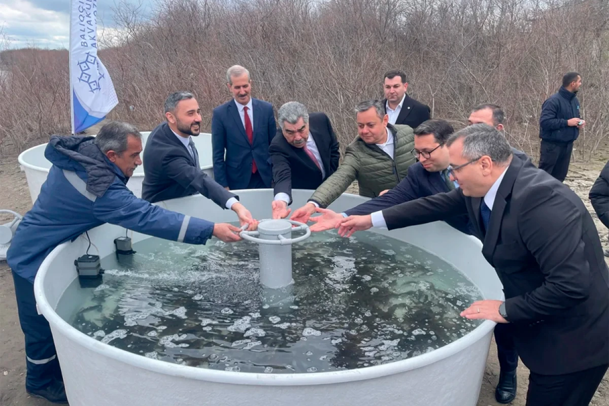 Kür çayına 4 000 ədəd çəkikimi balıq körpələri buraxıldı