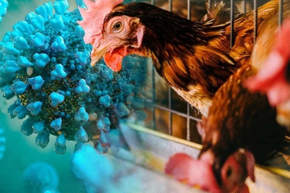 İnsanın "H9N2" quş qripi virusuna ilk yoluxma halı İtaliyada aşkar edildi