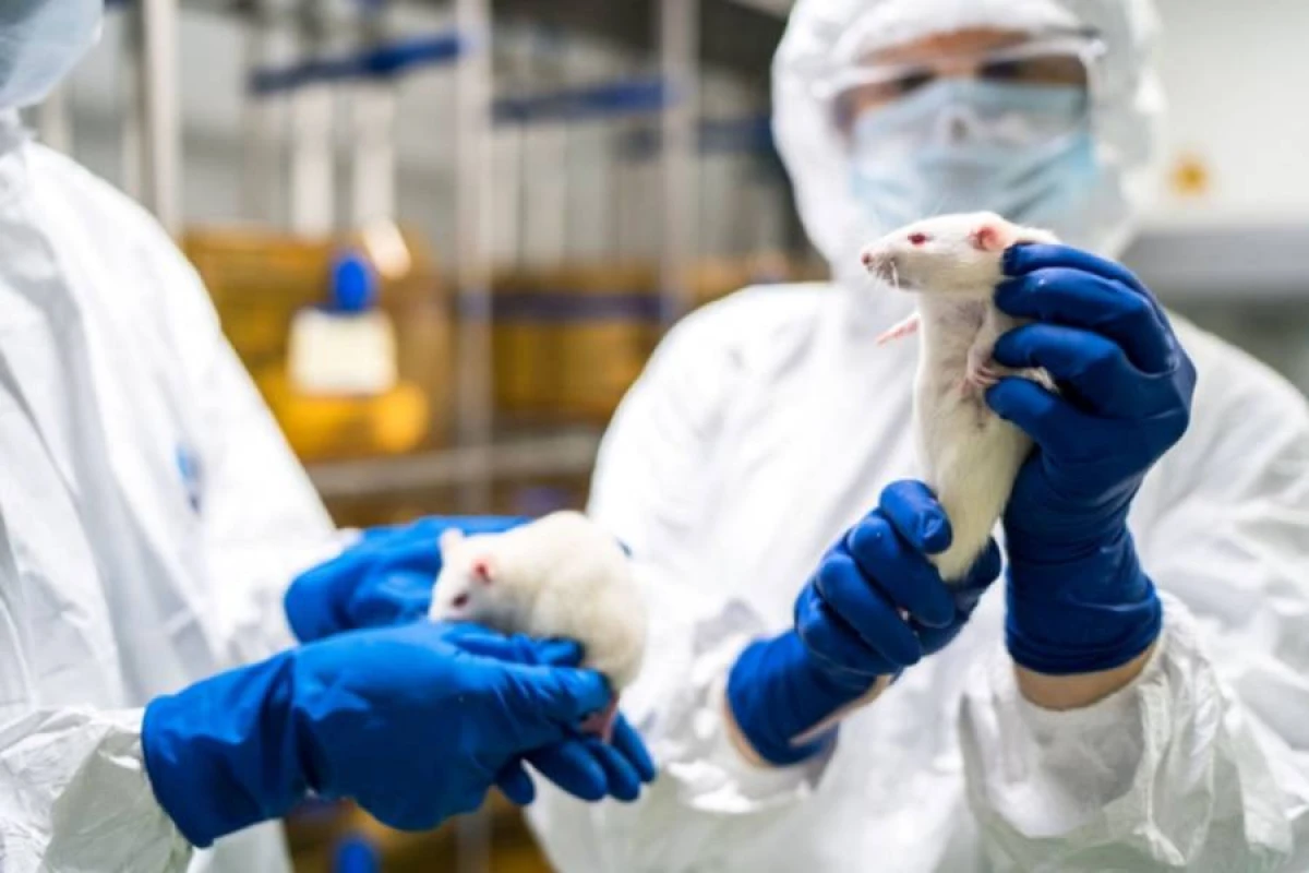 ABŞ laboratoriya üçün "başsız insan" yaratmaq istəyir