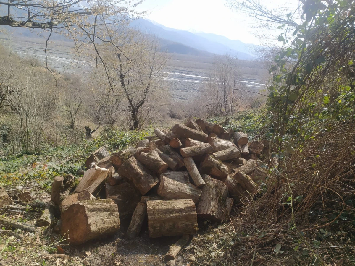 Oğuzda ağacların kəsilməsinə görə cinayət işi açıldı — 1