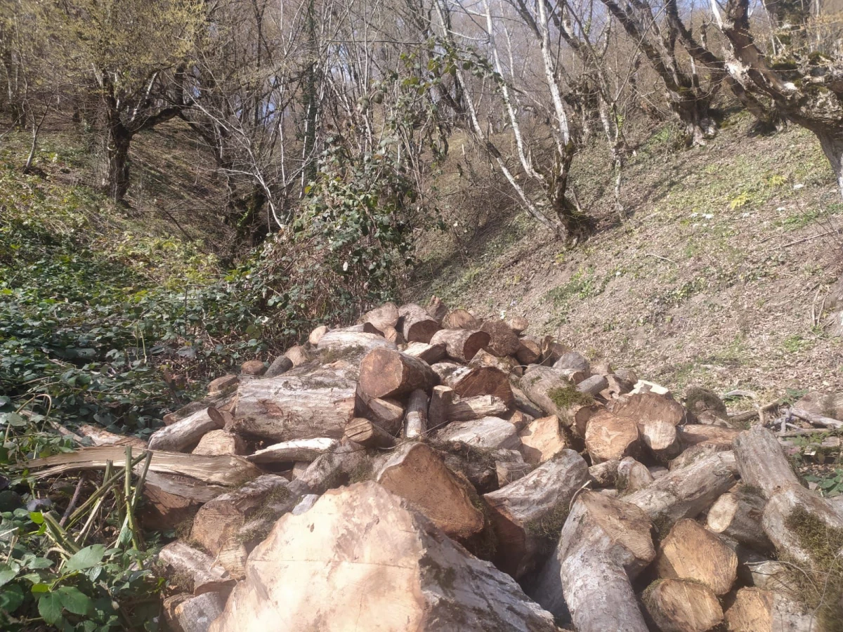 Oğuzda ağacların kəsilməsinə görə cinayət işi açıldı — 2