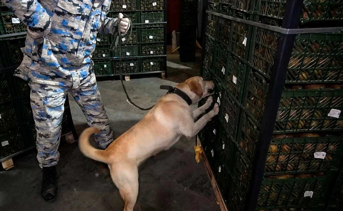 "Kivi yükündə NARKOTİK aşkarlandı — 2