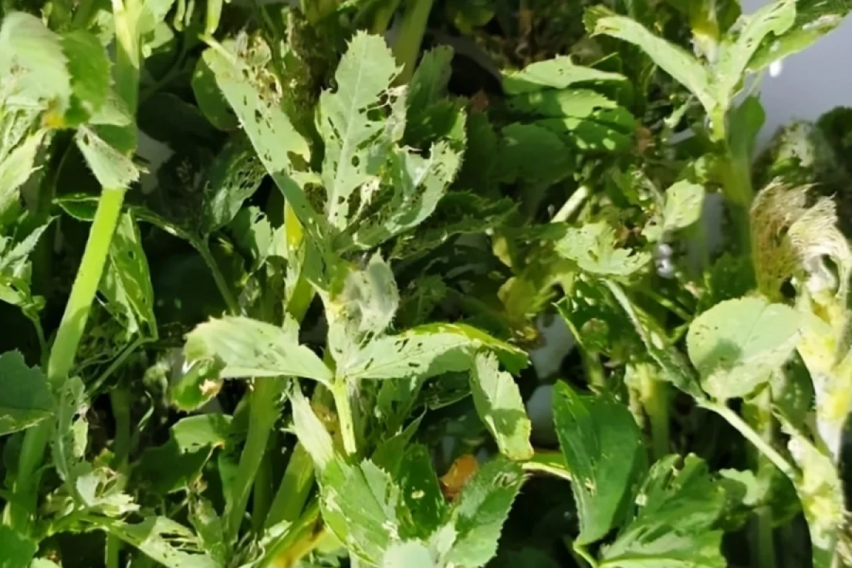İmişlidə yonca sahələrində məhsuldarlıq azaldı