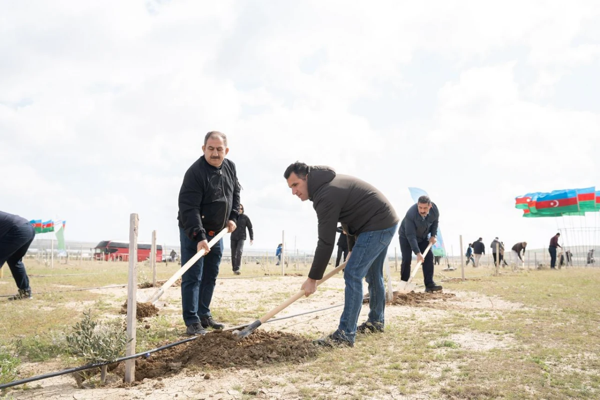 Müşfiqabadda ağacəkmə aksiyası keçirildi — 2