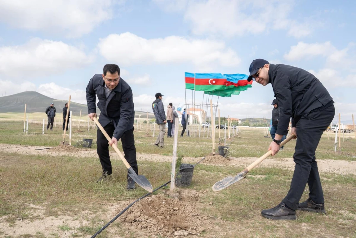 Müşfiqabadda ağacəkmə aksiyası keçirildi — 3