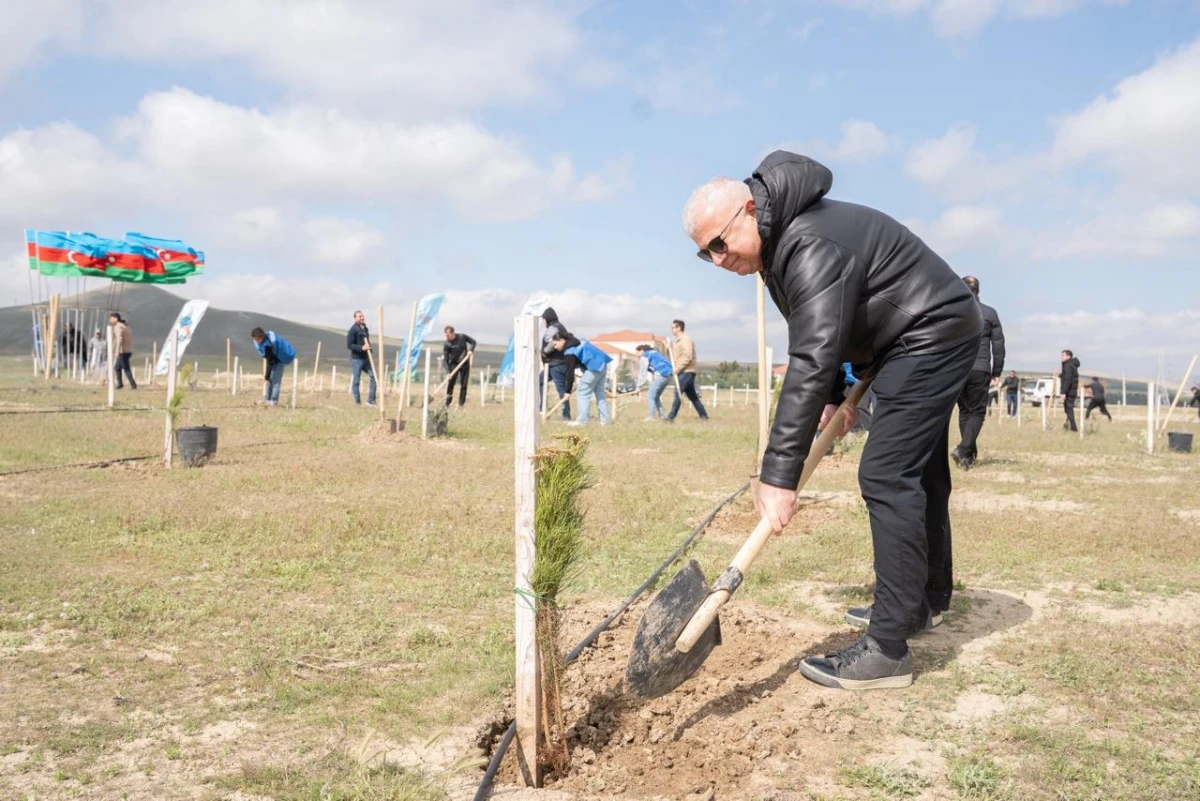 Müşfiqabadda ağacəkmə aksiyası keçirildi — 4