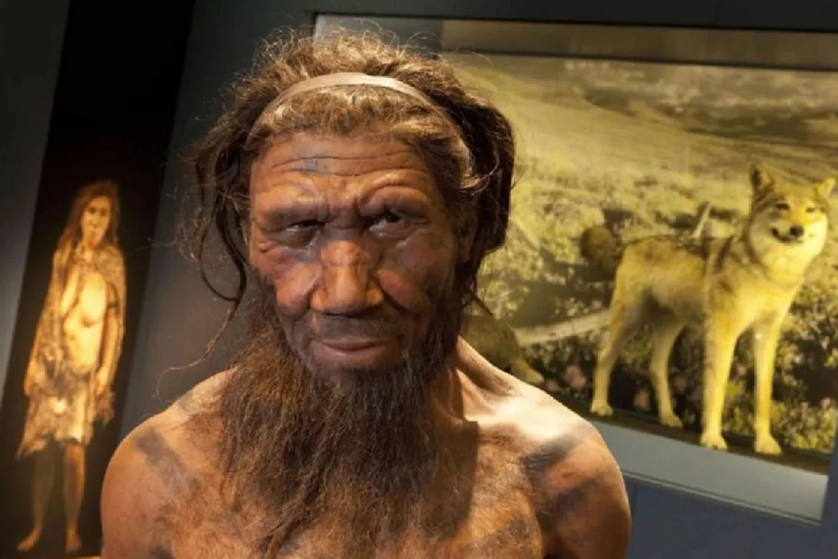 Neandertalların yoxa çıxması ilə bağlı yeni elmi faktlar açıqlandı