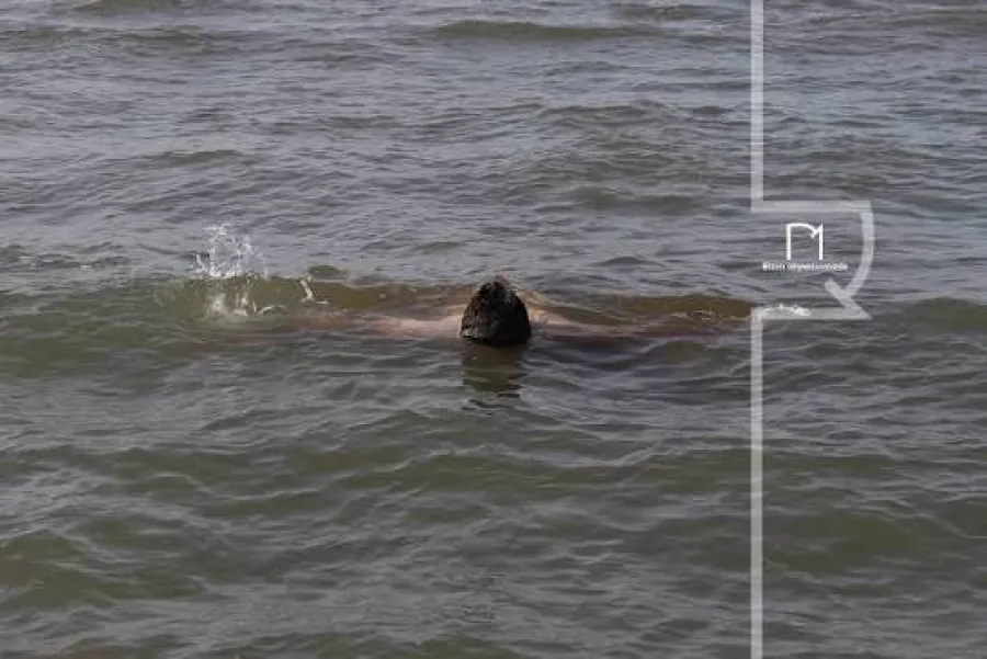 В Бузовнах из моря было извлечено тело