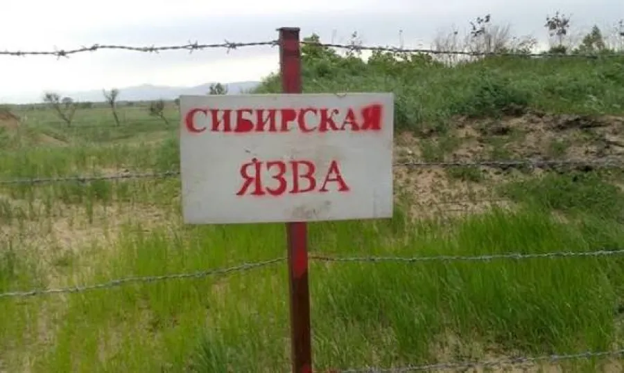 Тревога из-за сибирской язвы в Самухе: в селе выставлен специальный блокпост