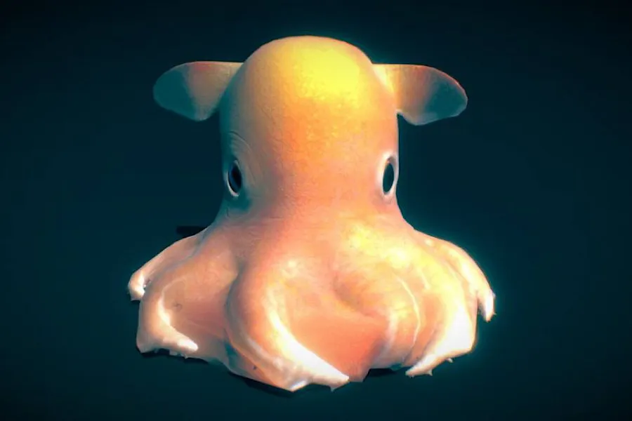Minlərlə metr dərinlikdə gizlənən qəribə canlı: “Dumbo” ahtapotları